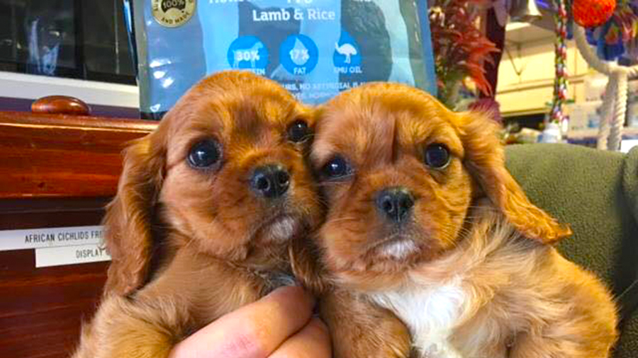 erdi-mari-kiskutya-dog-ausztralia-australia-vitorlazas-shopping-sailing-hajozashu