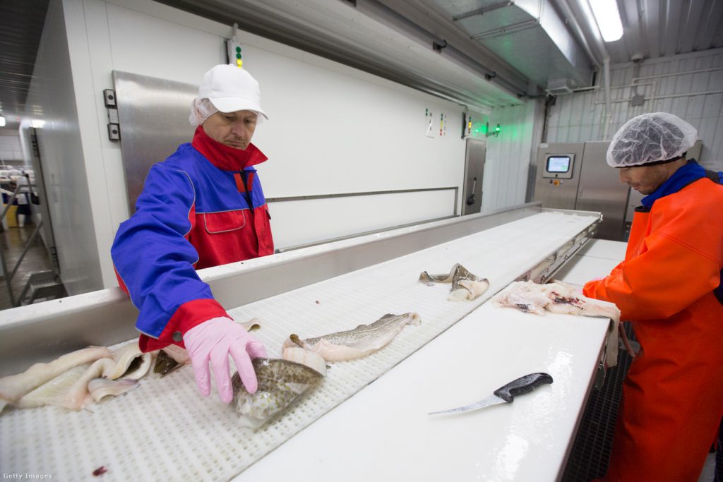 Olrov a hal minőségét ellenőrzi a Norebo Holding JSC murmanszki feldolgozóüzemében Fotó: Andrej Rudakov / Bloomberg / Getty Images Hungary