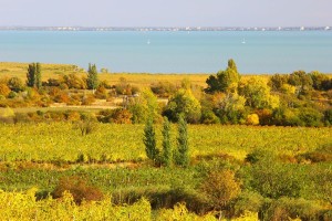 jasdi-borterasz-balaton-csopak-hajozashu
