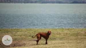 fonyod-kutyastrand-balaton-hajozashu