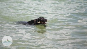 fonyod-kutyastrand-balaton-hajozashu