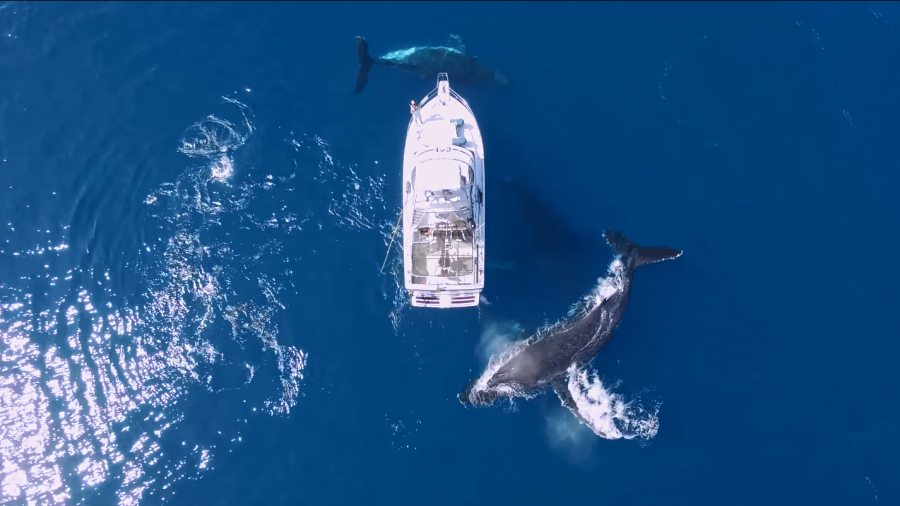 Drónvideón 3 bálna úszkál egy hajó körül