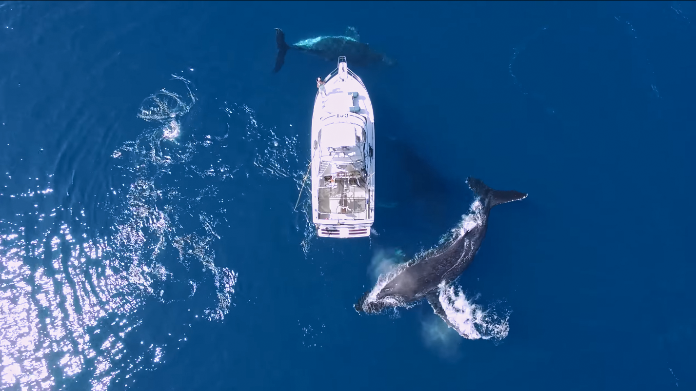 dronvideo-balna-hajo-ocean-elkepeszto-tengeri-video-hajozashu