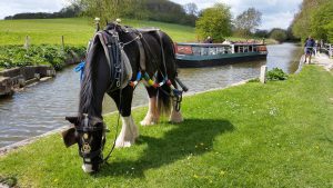 lo-vontatasu-hajo-horse-boat-canal-folyo-anglia-hajozashu