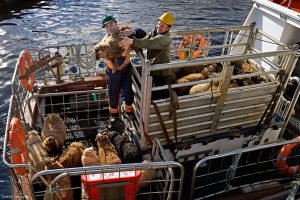 foula-sziget-island-atlanti-ocean-norveg-tenger-eszaki-tenger-jeff-mitchel-getty-images-hajozashu