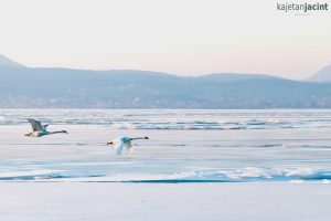 kajetan-jacint-balaton-jeg-jegzajlas-badacsony-fonyod-landscape-hungary-hajozashu.jpg