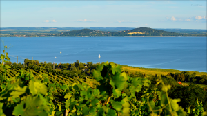Balaton Felvidek Badacsony Malik Pinceszet Boraszat BalatonBor CsodalatosBalaton HAJOZASHU
