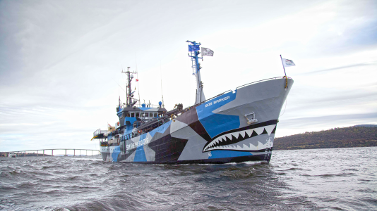 Leállnak a Sea Sheperd természetvédő szervezet bálnamentő hajói