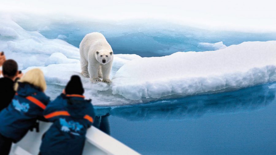 Egy hajó őreire támadt a jegesmedve Norvégiában, lelőtték
