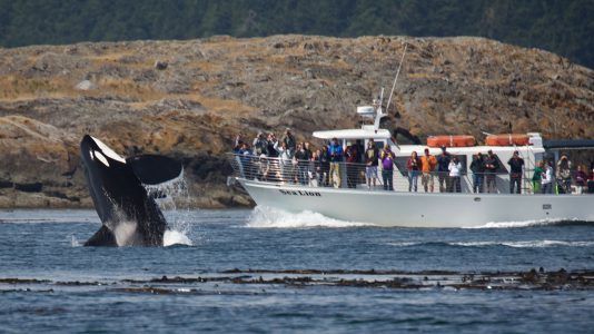 Betiltják a bálnanéző hajókat Washington és a Vancouver-sziget között