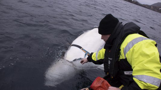 Orosz harci delfint találtak a halászok Norvégia partjainál