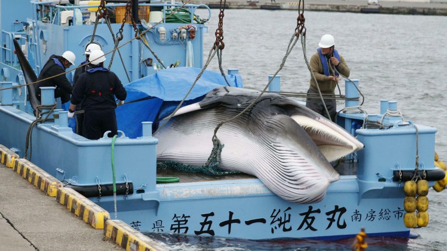 30 év után Japánban újraindul a kereskedelmi bálnavadászat