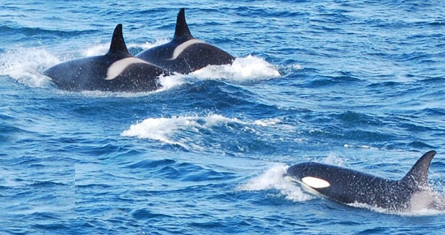 Kardszárnyú delfinek támadása hajó ellen